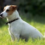 Jackrussellinterrieri