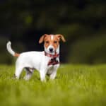 Jackrussellinterrieri